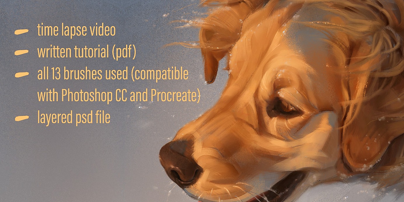 【教程】Photoshop 板绘教程《雪夜金毛》 无旁白字幕 含全套笔刷下载!