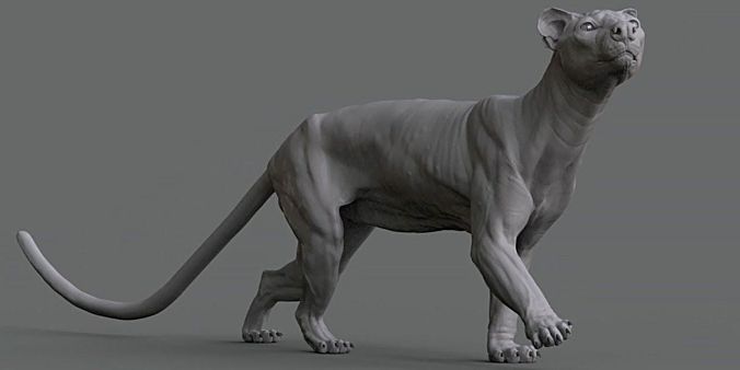 The Gnomon Workshop – 窝灵猫建模（动物解剖学）