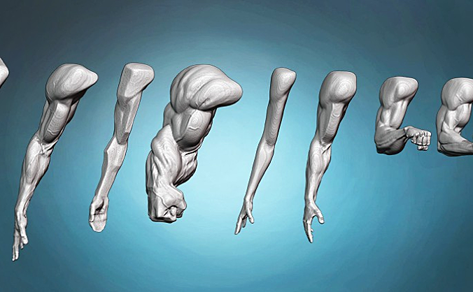 Udemy – 手与手臂解剖学